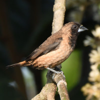 Black-throated Munia